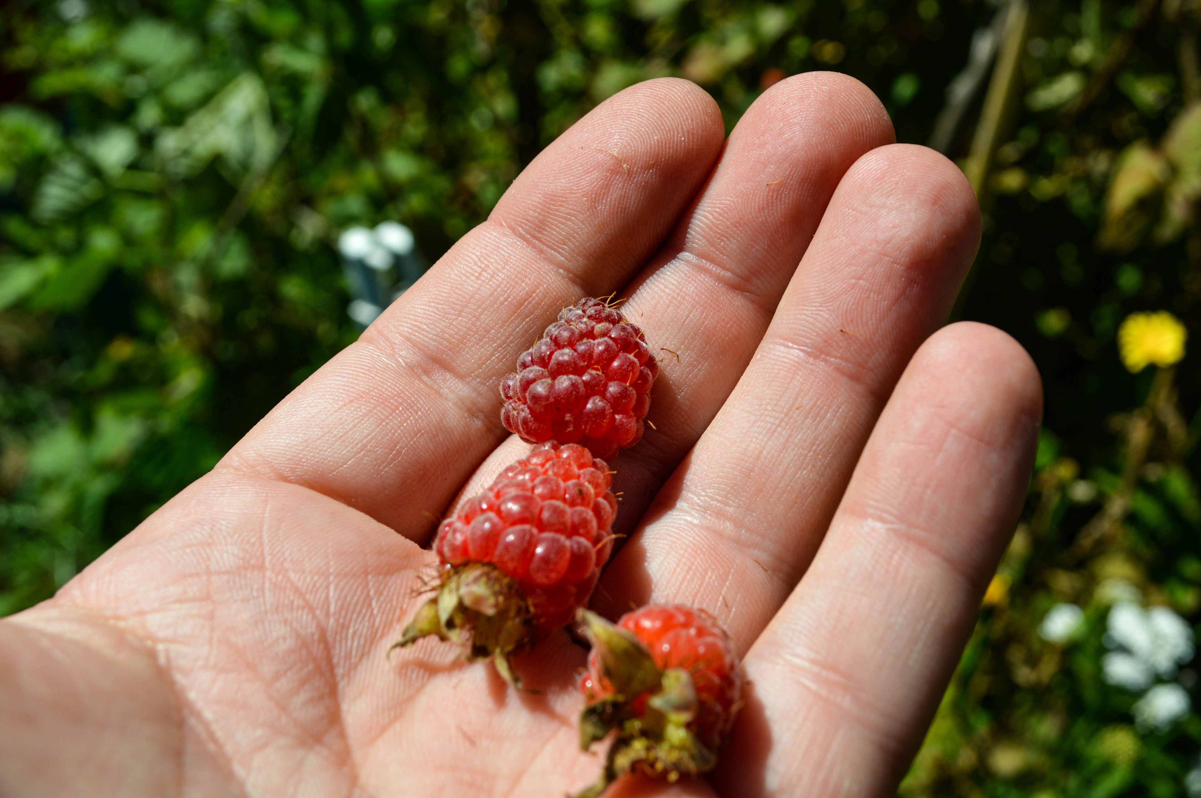 Frambuesa: el secreto para decirle adiós al tabaco