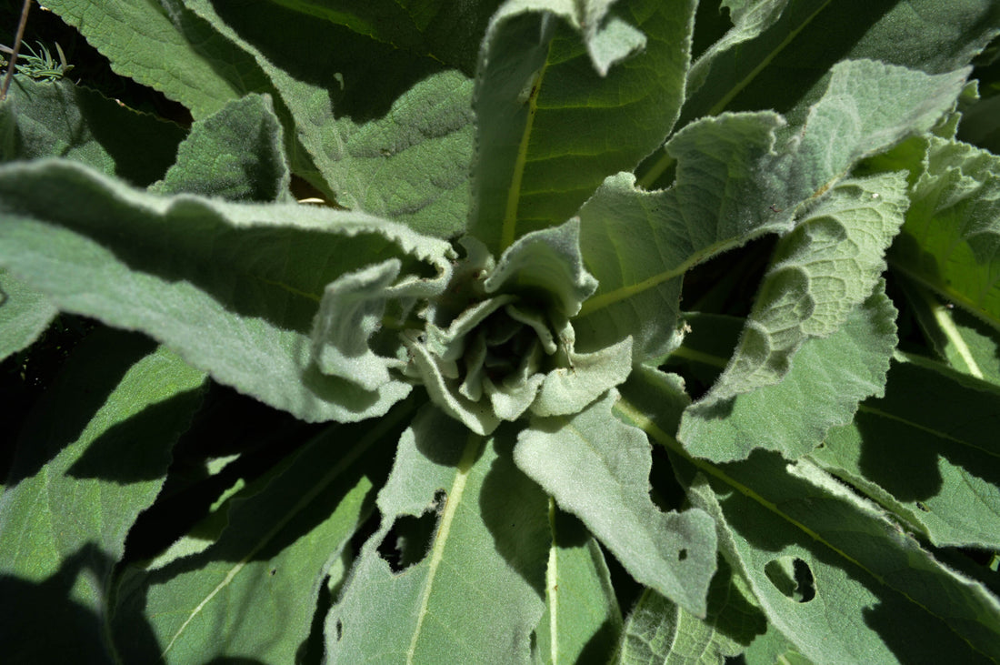 Gordolobo, un tonificante pulmonar natural y poderoso