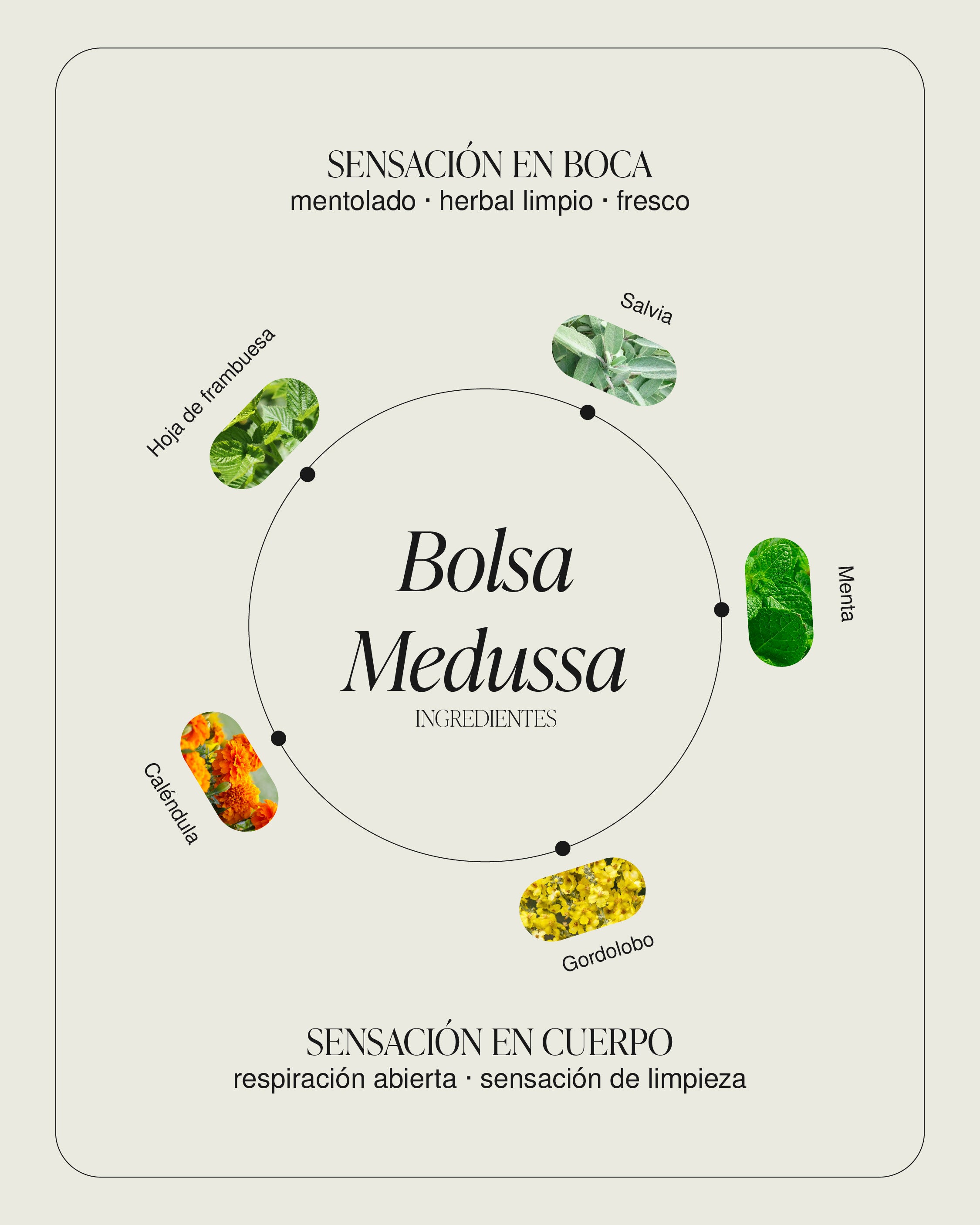 Bolsa Medussa